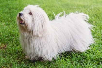 wollhund